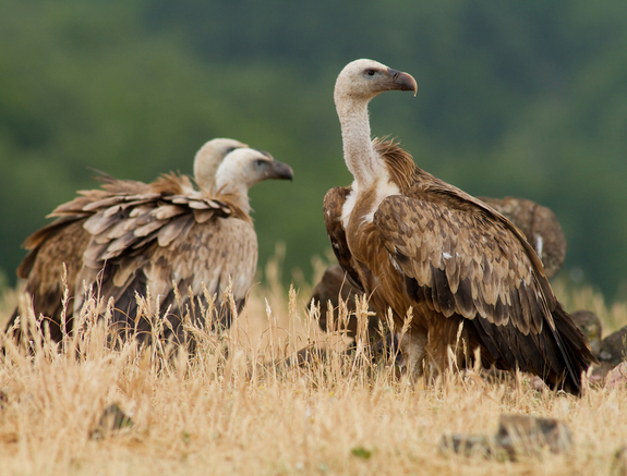 Griffin vultures